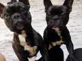 Alfa French bulldog 8 aylık 2 erkek
