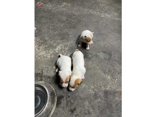 Sultangazi'de Sosyal Ortamın Yıldızı 2 Aylık Safkan Jack Russel Yavruları