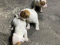 3 Aylık Enerji Küpü Jack Russell Yavruları