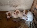 3 Aylık Enerji Küpü Jack Russell Yavruları