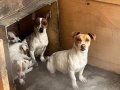 3 Aylık Enerji Küpü Jack Russell Yavruları