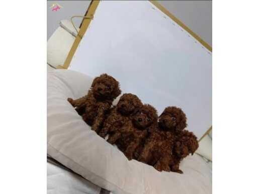 Irkının en güzeli ve kusursuz Toy-poodle yavruları 