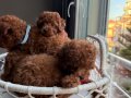 Red-brown Tiny-toy Kore yavrular 