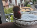 Red-brown Tiny-toy Kore yavrular 