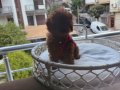 Red-brown Tiny-toy Kore yavrular 