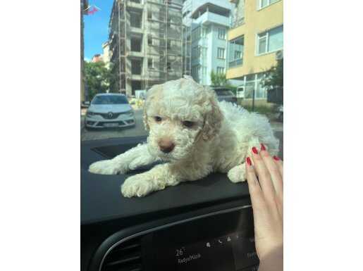 Oyuncu Toy POODLE