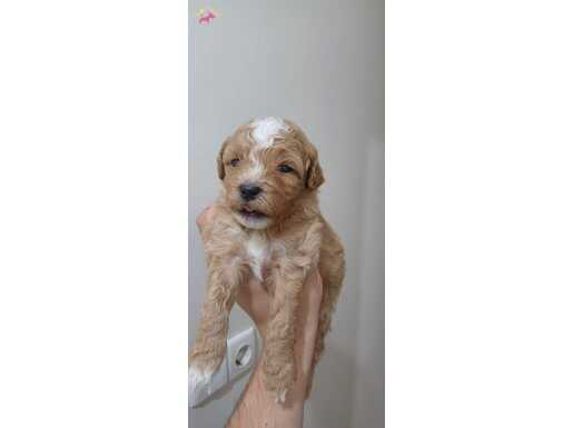Yavru maltipoo