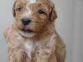 Yavru maltipoo