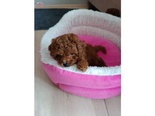 Red Brown Poodle Kardeşler