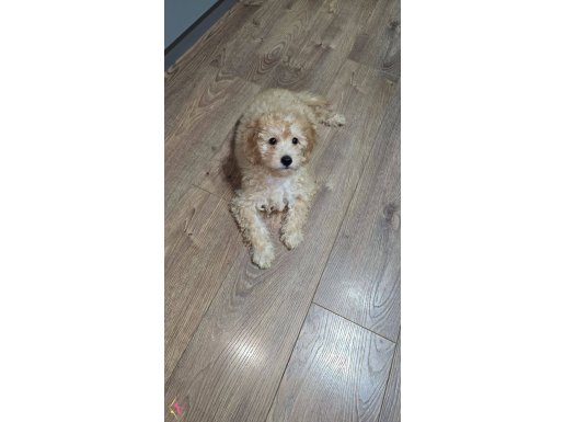 Maltipoo 