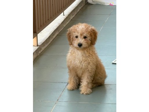 Maltipoo dişi 3 aylik 