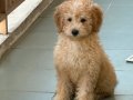 Maltipoo dişi 3 aylik 