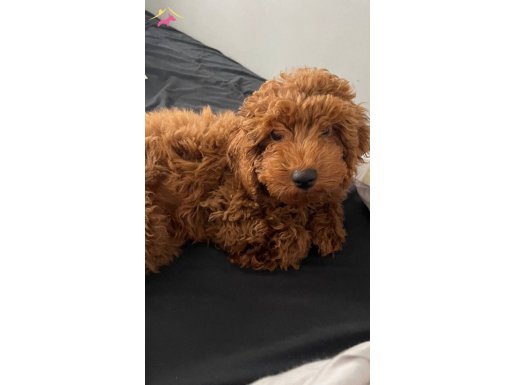 Orjinel toypoodel köpeğimiz 4 aylık pasaportlu aşıları tmdır
