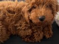 Orjinel toypoodel köpeğimiz 4 aylık pasaportlu aşıları tmdır