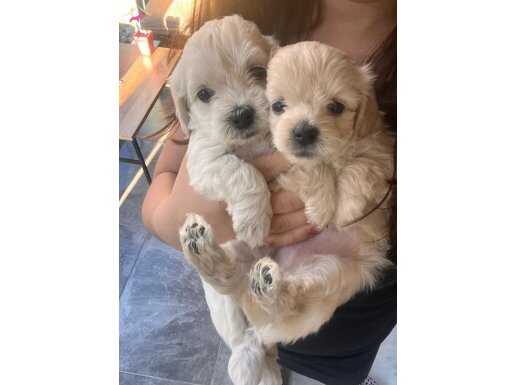 Son maltipoo yavrumuz!! Bu yavru kaçmaz!!