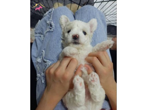 Sevimli maltipoo yavrum! Eşyalari ile birlikte