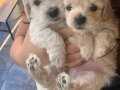 Son maltipoo yavrumuz!! Bu yavru kaçmaz!!