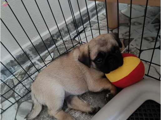 3 aylık dişi pug malzemeleri vardır 