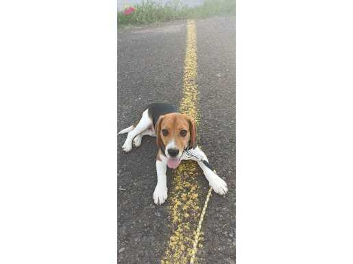 6 Aylık Temel İtaat Eğitimi Almış Beagle 