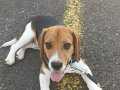 6 Aylık Temel İtaat Eğitimi Almış Beagle 