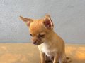 3.5 aylık 0mnumara chihuahua evde tek başına kalıyor sakin..