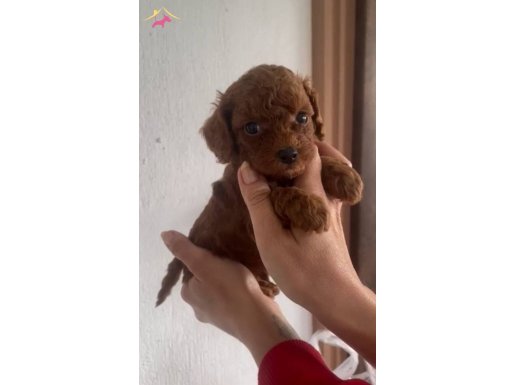 Erkek kore poodle ırk garantili