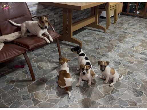 2 Aylık orjinal Jack Russel yavruları