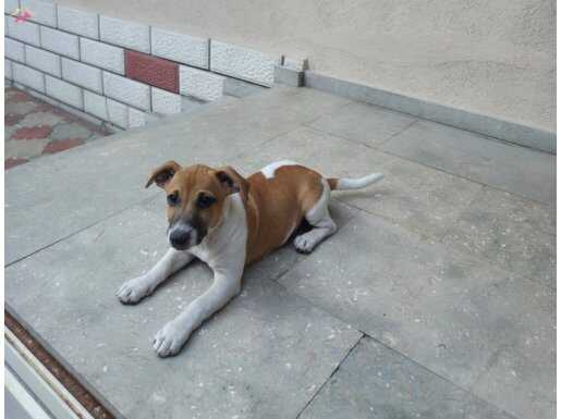 Orjinal 3 Aylık Jack Russel yavrusu