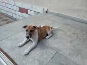 Orjinal 3 Aylık Jack Russel yavrusu