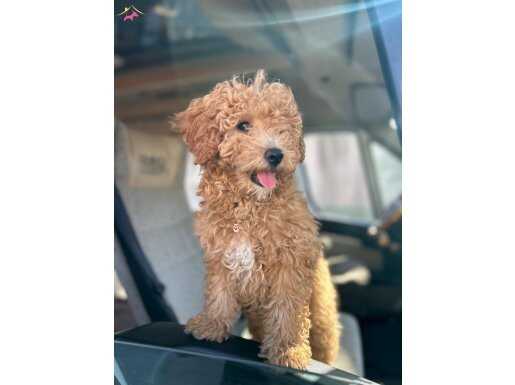 Uyguna toy poodle 4 aylık 