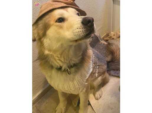 Lokum akita inu 
