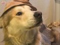 Lokum akita inu 