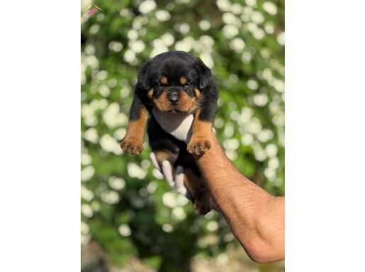 Şampiyon Rottweiler Yavruları