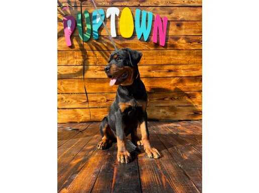 Mükemmel Erkek Rottweiler Yavru