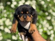 Teslime Hazır Rottweiler Şampiyon Yavruları