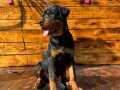 Mükemmel Erkek Rottweiler Yavru