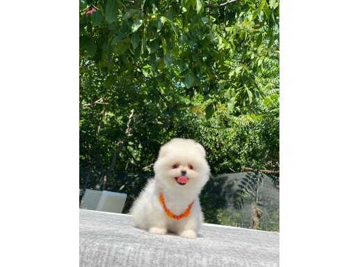 Teddy garantili yavrularım 