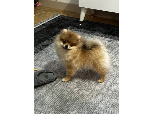 Eğitimli Pomeranian 6 aylık Aşıları Tam
