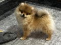 Eğitimli Pomeranian 6 aylık Aşıları Tam