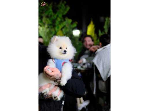 Bembeyaz pomeranian boo yavru
