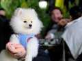 Bembeyaz pomeranian boo yavru