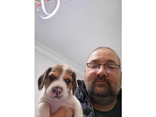 Safkan Beagle 3 aylık eşim istemediği için sahiplendireceğim