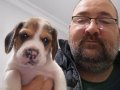 Safkan Beagle 3 aylık eşim istemediği için sahiplendireceğim