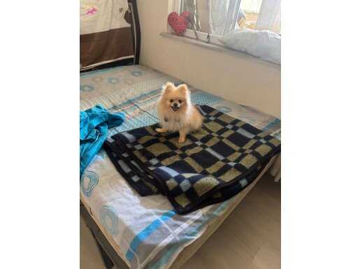 6 Aylık Safkan Pomeranian Boo Eğitimli