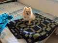 6 Aylık Safkan Pomeranian Boo Eğitimli