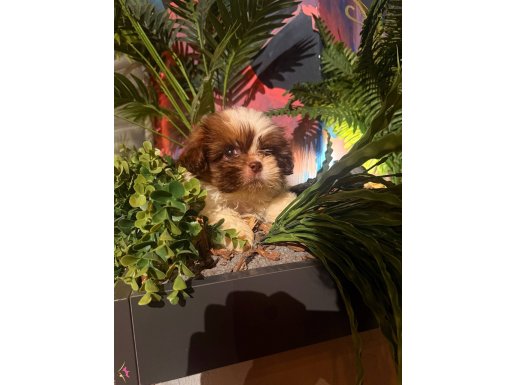 Shih Tzu yavrusu