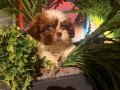 Shih Tzu yavrusu