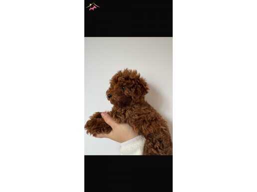 Koreden geldi pet eğitimli dark red brown toy poodle