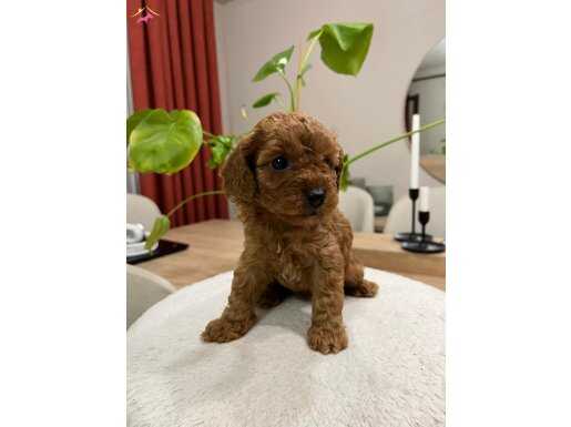 Toy Poodle (Bayram Şekerleri)
