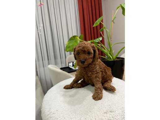 Red Brown Toy Poodle Yavrular ( 2 Mayıs Doğumlu )